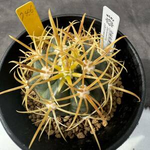 ★奈研★サボテン・多肉植物★746★フェロカクタス　金冠竜(鮮明黄刺）　Ferocactus　chrysacanthus　実生　約W4.8cm