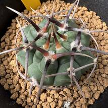 ★奈研★サボテン・多肉植物★752★ギムノカリキュウム　強刺バッテリー　　Gymnocalycium　vatteri　実生　約W4.4cm_画像3