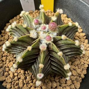 ★奈研★サボテン・多肉植物★756★ギムノカリキュウム　Gymnocalycium　mihanovichii　v. friedrichii　LB2178　約W5.1cm