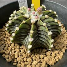 ★奈研★サボテン・多肉植物★756★ギムノカリキュウム　Gymnocalycium　mihanovichii　v. friedrichii　LB2178　約W5.1cm_画像2