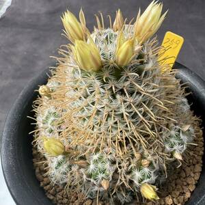 ★奈研★サボテン・多肉植物★759★マミラリア　デュウェイ 　Mammillaria duwei　実生　約W8.6cm