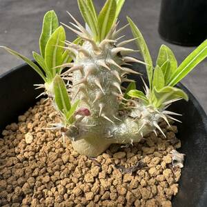 ★奈研★サボテン・多肉植物★774★パキポディウム　デンシフローラム　実生　Pachypodium　densiflorum 　下部約W1.7cm　　上部約W4.4cm