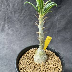 ★奈研★サボテン・多肉植物★762★パキポディウム　天馬空　Pachypodium　 succulentum　実生　約W2.7cm