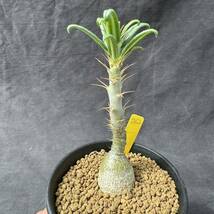 ★奈研★サボテン・多肉植物★762★パキポディウム　天馬空　Pachypodium　 succulentum　実生　約W2.7cm_画像3