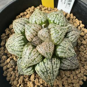 ★奈研★サボテン・多肉植物★719★ハオルシア　ピクタ　翡翠　Haworthia　picta　約W5.9cm