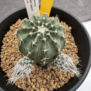 ★奈研★サボテン・多肉植物★106★エキノケレウス Echinocereus　pulchellus v.amoenus Mesa246.703 約W3.5cm