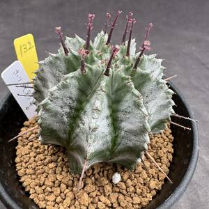 ★奈研★サボテン・多肉植物★132★ユーホルビア　ホリダ　♀　Euphorbia　horrida　約W5.4cm