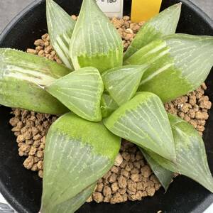 ★奈研★サボテン・多肉植物★35★ハオルシア　レツーサ錦　　Haworthia　retusa varieg.　約W8.5cm