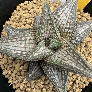 ★奈研★サボテン・多肉植物★36★ハオルシア　錦帯橋　Haworthia　venosa　×koelmaniorum　実生　約W6.1cm