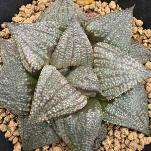 ★奈研★サボテン・多肉植物★45★ハオルシア　ピクタ（小澤氏）　Haworthia　picta　約W7.2cm