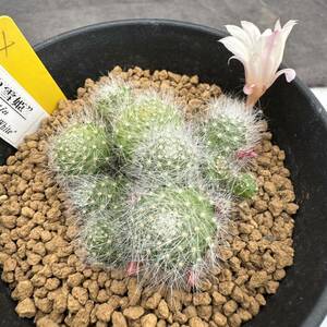 ★奈研★サボテン・多肉植物★54★レブチア　白雪姫　Rebutia　hyb.&#34;Snow-White&#34;カキ仔　約総径5.3cm