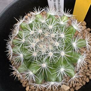 ★奈研★サボテン・多肉植物★60★マミラリア　Mammillaria candida v.caespitosa SB326 約W4.9cm