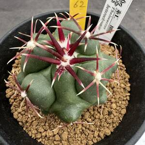 ★奈研★サボテン・多肉植物★62★テロカクタス 紅鷹　実生　Theiocactus heteromus 　約W4.9cm