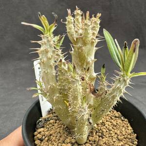 ★奈研★サボテン・多肉植物★141★パキポディウム　ロスラツム　実生　Pachypodium rosulatum　上部W5.3cm　　下部W3.0cm