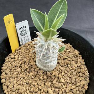 ★奈研★サボテン・多肉植物★146★パキポディウム　エブレネウム　実生　Pachypodium　rosulatum v.eburneum 約W2.0cm　H3.0cm