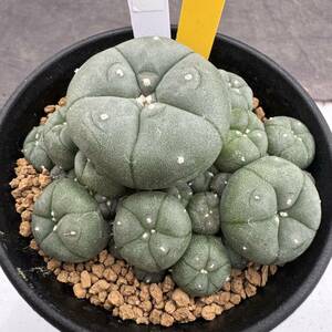 ★奈研★サボテン・多肉植物★89★ロホホラ　仔吹鳥羽玉　実生　Lophophora williamsii v.caespitosa　約総径7.9cm