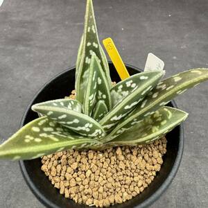 ★奈研★サボテン・多肉植物★155★アロエ　千代田錦　Aloe 　約W8.0cm