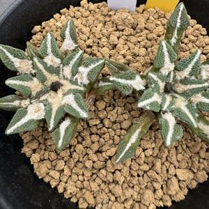 ★奈研★サボテン・多肉植物★75★アリオカルプス　黒牡丹　実生　Ariocarpus(Roseocactus)　kotschoubeyanus　約W3.6～4.8cm