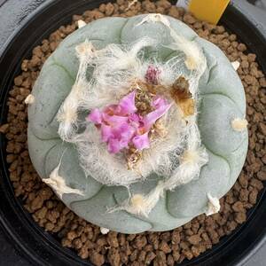 ★奈研★サボテン・多肉植物★84★ロホホラ　銀冠玉（疣タイプ）　実生　Lophophora　fricii　約W6.5cm