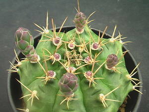 ★奈研★サボテン・多肉植物★463★ ギムノカリキュウム　翠晃冠　Gymnocalycium　anisitsii 　実生　約W7.7 cm