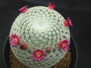 ★奈研★サボテン・多肉植物★468★ マミラリア　希望丸　実生　Mammillaria　albilanata　約W 6.6cm