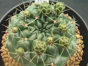 ★奈研★サボテン・多肉植物★479★ ギムノカリキュウム　緋花玉　Gymnocalycium　baldianum　v.venturiaum　実生　花見本付　約W 5.9cm