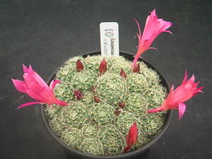 ★奈研★サボテン・多肉植物★488★ レブチア　Rebutia　densipectinata　KK849　×　Rebutia　albiflora　実生　約総径8.1 cm