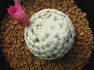 ★奈研★サボテン・多肉植物★512★マミラリア　白鳥　実生　Mammillaria　herrerae 約W 3.4cm