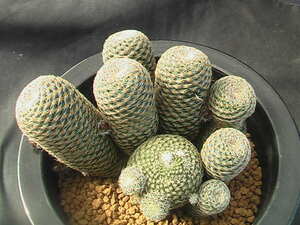 ★奈研★サボテン・多肉植物★536★ レブチア　Rebutia　heliosa　v.condorensis　JS287　　実生　約W9.0cm