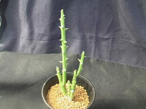 ★奈研★サボテン・多肉植物★562★ アデニア　グロボーサ　Adenia　globosa　ミニラン3号鉢植え