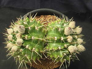 ★奈研★サボテン・多肉植物★580★ ノトカクタカ　獅子王丸　実生2頭立て　Notocactus mammulosus　"pampeanus"　約総径13.5 cm