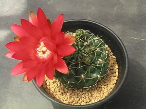 ★奈研★サボテン・多肉植物★592★ ギムノカリキュウム緋花玉　Gymnocalycium　baldianum　v.venturiaum　実生　約W5.6 cm