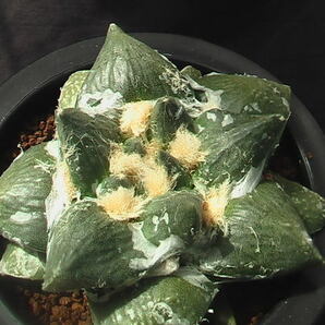 ★奈研★サボテン・多肉植物★650★ 連玉 Ariocarpus fissuratus v.lloydii×Ariocarpus retusus v.frumdosus 実生約W 9.7cmの画像4