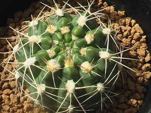 ★奈研★サボテン・多肉植物★599★ ギムノカリキュウム　火星丸　Gymnocalycium　calochlorum　約W6.7 cm