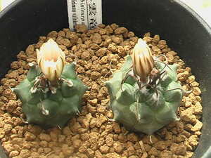 ★奈研★サボテン・多肉植物★601★ ツルビニカルプス　昇雲竜　Turbinicarpus　schmiedickeanus　v.klinkerianus　実生約W 2.3-2.7cm