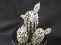 ★奈研★サボテン・多肉植物★700★エキノケレウス　錦照えび　 Echinocereus　reichenbachii v.fitchii　実生　花見本約W3.5-4.2 cm_画像1