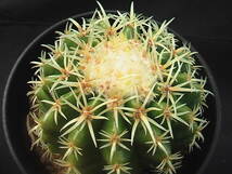 ★奈研★サボテン・多肉植物★709★ エキノカクタス短刺金鯱（王金鯱）Echinocactus　grusonii　v.brevispinus　実生　約W7.2cm_画像1