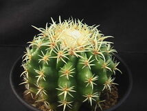 ★奈研★サボテン・多肉植物★709★ エキノカクタス短刺金鯱（王金鯱）Echinocactus　grusonii　v.brevispinus　実生　約W7.2cm_画像2