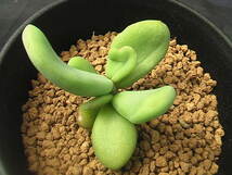 ★奈研★サボテン・多肉植物★828★ケラリア　ピグマエア　実生　Ceraria　pygmaea (seedling)　 約W4.6cm_画像5