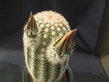 ★奈研★サボテン・多肉植物★837★エキノケレウス　御旗　Echinocereus　pectinatus　v.dayacanthus 　実生　約W7.1　H16.0cm_画像1