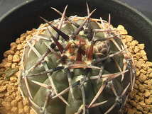 ★奈研★サボテン・多肉植物★841★ギムノカリキュウム　鳳頭　実生　Gymnocalycium　bodenbenderianum　(seedling) 約W4.6cm_画像1