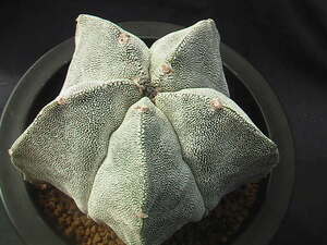 ★奈研★サボテン・多肉植物★846★ 恩塚鸞鳳玉 　実生 Astrophytum　myriostigma&#34;ONZUKA&#34;　(seedling) 約W8.4cm