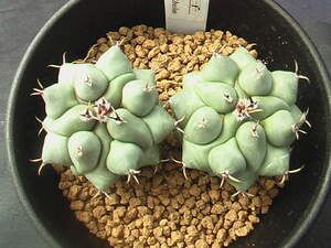 ★奈研★サボテン・多肉植物★851★テロカクタス　眠獅子　Thelocactus phymatothelos 実生　約W3.～3.8cm