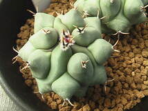 ★奈研★サボテン・多肉植物★851★テロカクタス　眠獅子　Thelocactus phymatothelos 実生　約W3.～3.8cm_画像3