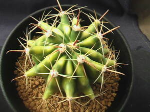 ★奈研★サボテン・多肉植物★861★フェロカクタス　金赤竜錦(曙斑)　実生　Ferocactus wislizeni varieg. 約W5.9cm