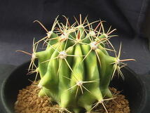 ★奈研★サボテン・多肉植物★861★フェロカクタス　金赤竜錦(曙斑)　実生　Ferocactus wislizeni varieg. 約W5.9cm_画像4