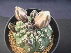 ★奈研★サボテン・多肉植物★864★ギムノカリキュウム　瑞昌玉　実生 Gymnocalycium　quehlianum　v.curvispinum　(seedling) 約W6.5cm