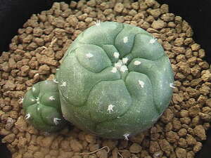 ★奈研★サボテン・多肉植物★891★ロホホラ　有刺赤花仔吹鳥羽玉 Lophophora　jourdaniana　v.caespitosa　cv. 約W4.8cm