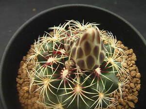 ★奈研★サボテン・多肉植物★928★ テロカクタス　春雨玉　春雨玉　Thelocactus　bicolor v.schwarzii　実生約W 4.2cm