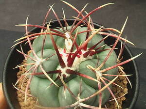 ★奈研★サボテン・多肉植物★961★ テロカクタス　緋冠竜　実生　Thelocactus hexaedrophors v.fossulatus　約W 5.6cm